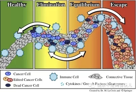 肿瘤-免疫循环
