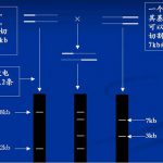 分子遗传标记的共显性示例