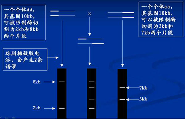 分子遗传标记的共显性示例