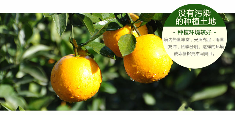 永兴冰糖橙生产环境要求