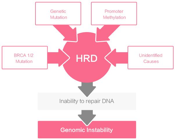 HRR功能异常（Homologous Recombination Deficiency, HRD）