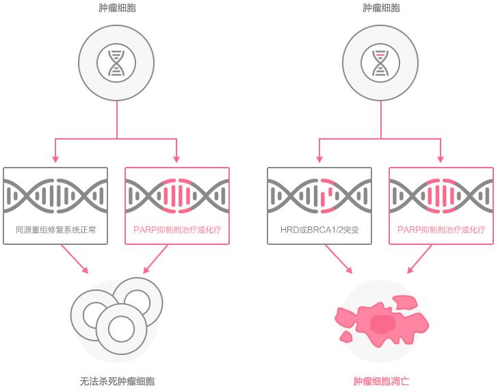 同源重组修复（homologous recombination repair, HRR）和PARP